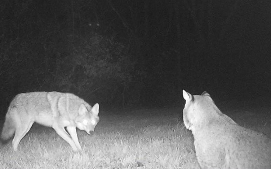 短尾猫与丛林狼在腐尸旁斗法你们不要在打了啦要打去练舞室打