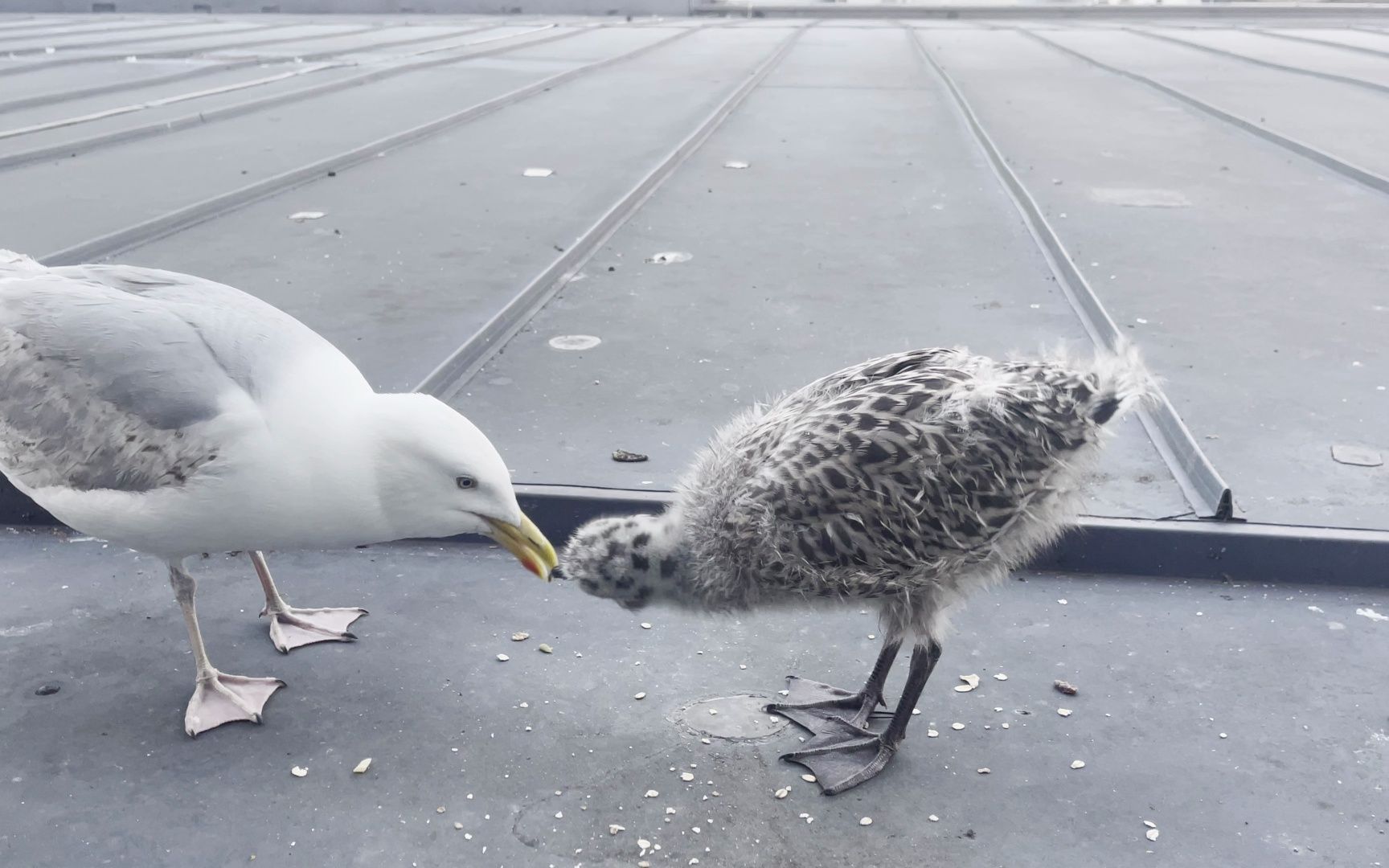 窗外的海鸥妈妈和海鸥宝宝