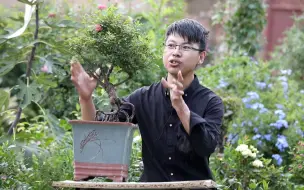 下载视频: 盆栽花卉，花盆已经很大了，还需要换更大的盆子吗