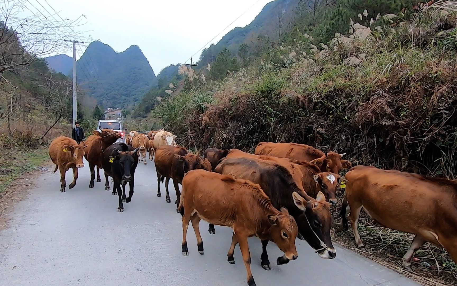 这个大叔每天放养几十头黄牛,农村农户小规模养牛还是传统的放牛
