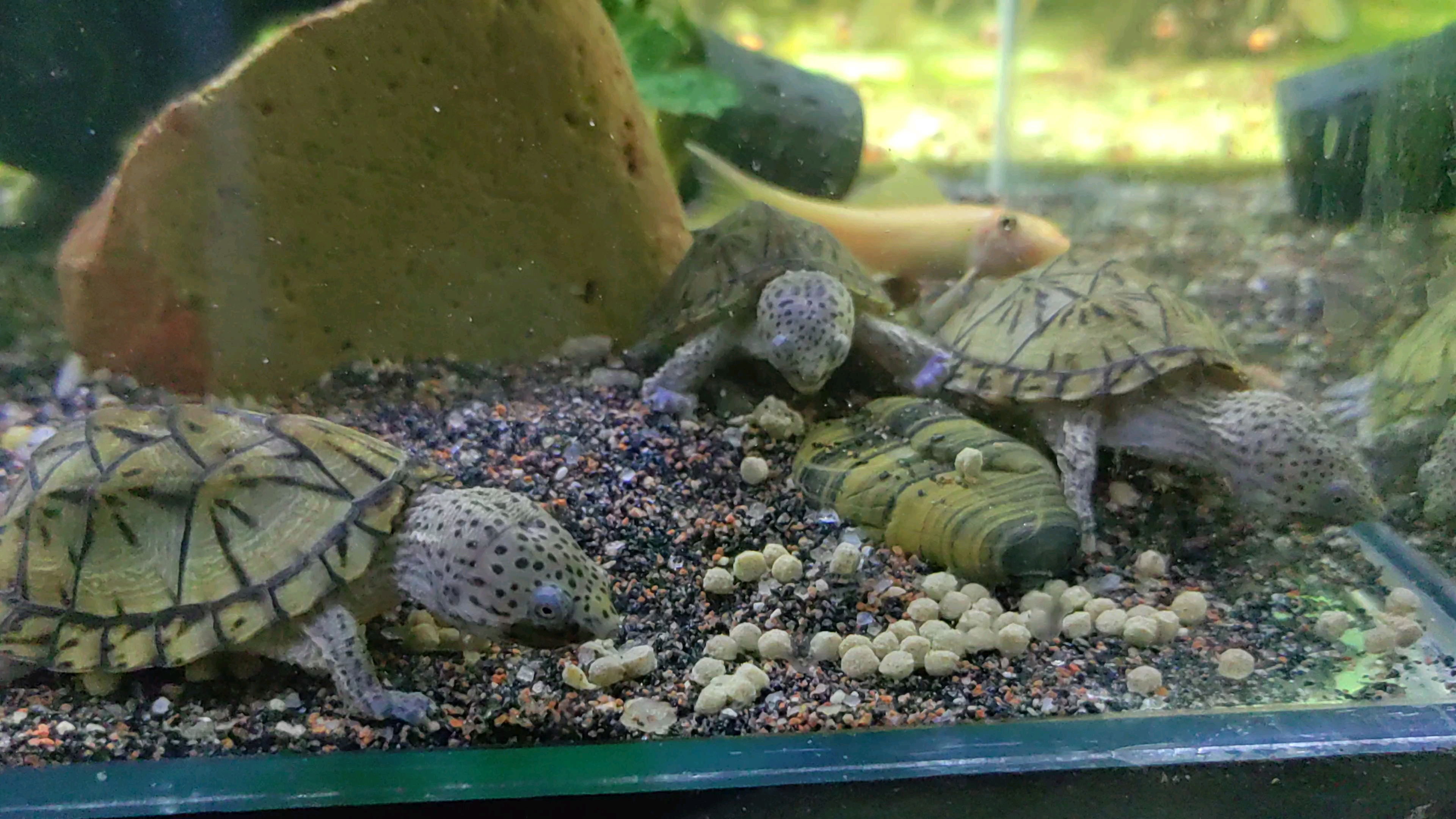 活动  据说今年的巨头蛋龟涨价好多,没啥事!我就喂喂龟,没别的意思