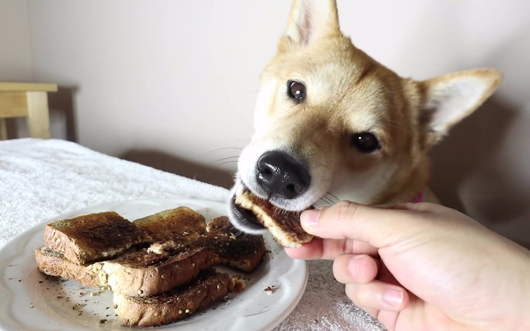 柴犬吃播 烤上两片蹦脆的面包给狗狗吃