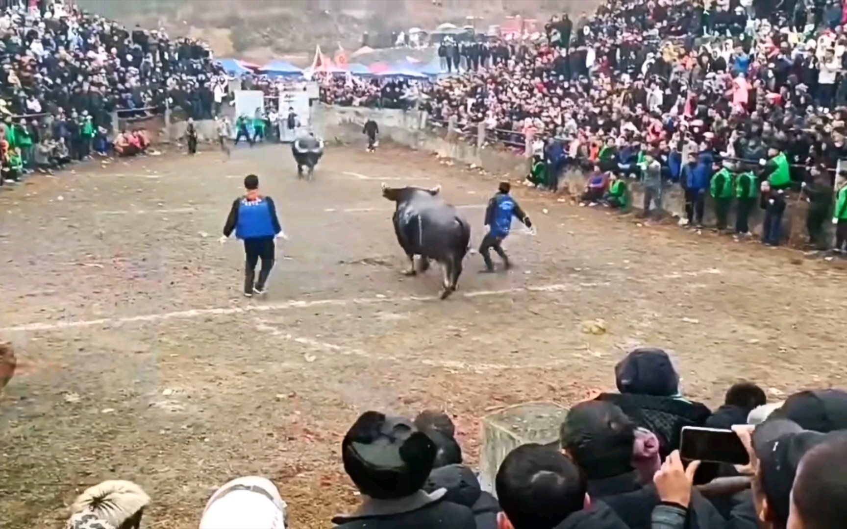 水牛打架,斗气冲天,火花四射哔哩哔哩bilibili