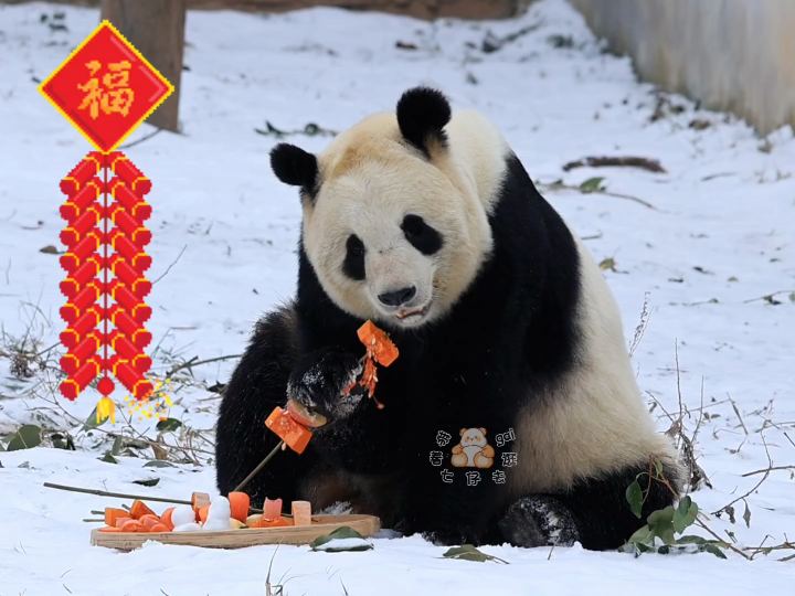 【大熊猫秦秦】过年啦!奶妈给秦秦做了水果串串,我们