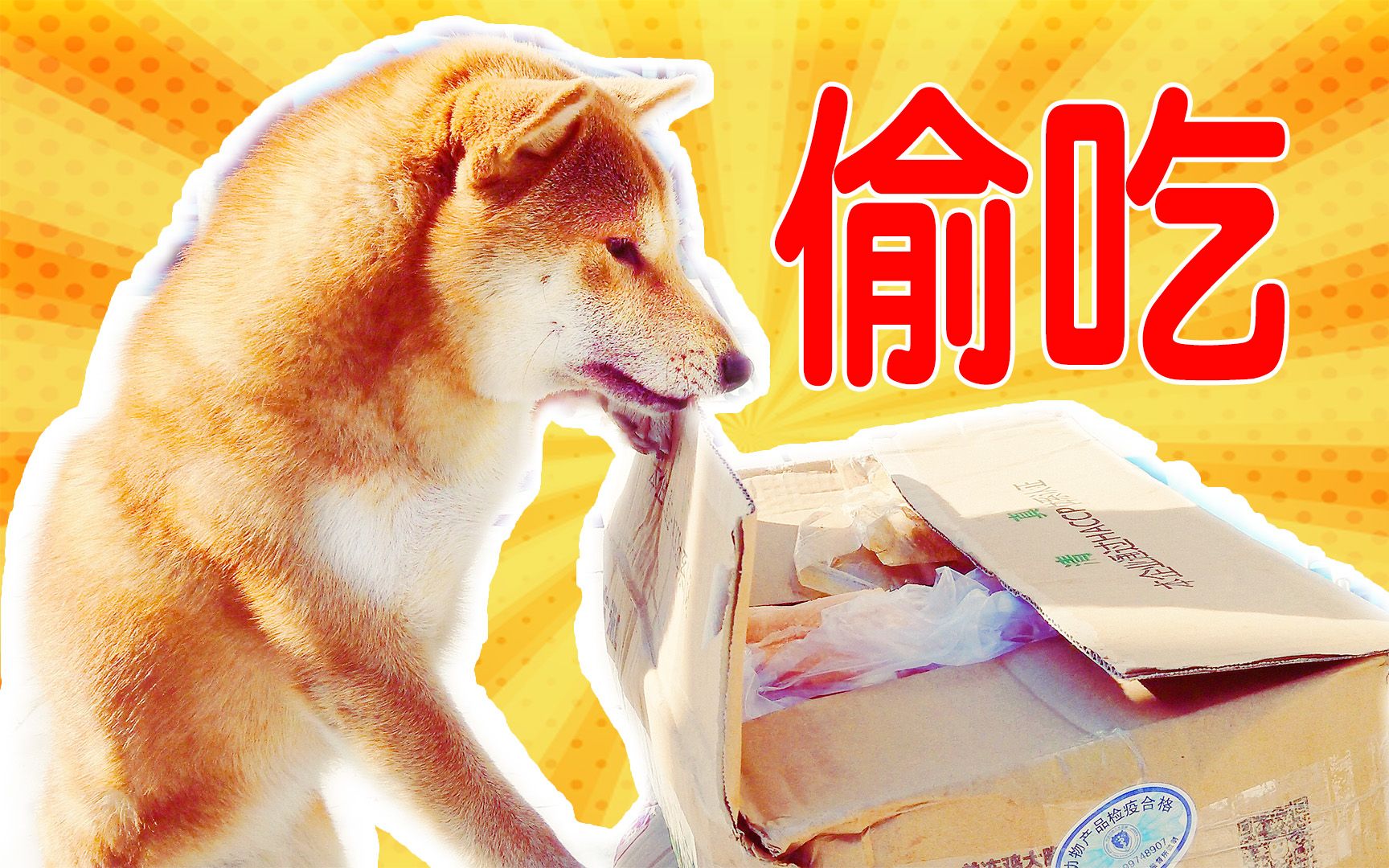 小柴柴竟然在大庭广众之下偷吃清真食品,究竟是谁给他的担子?