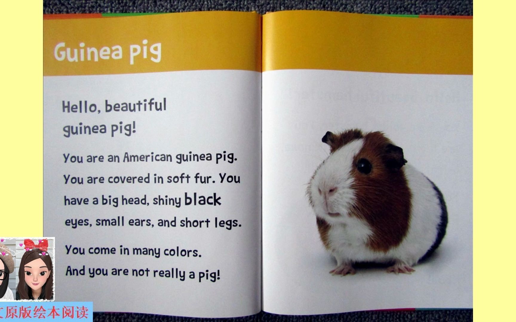 英文绘本阅读hellobeautifulpetanimalsguineapig你好美丽宠物篇之