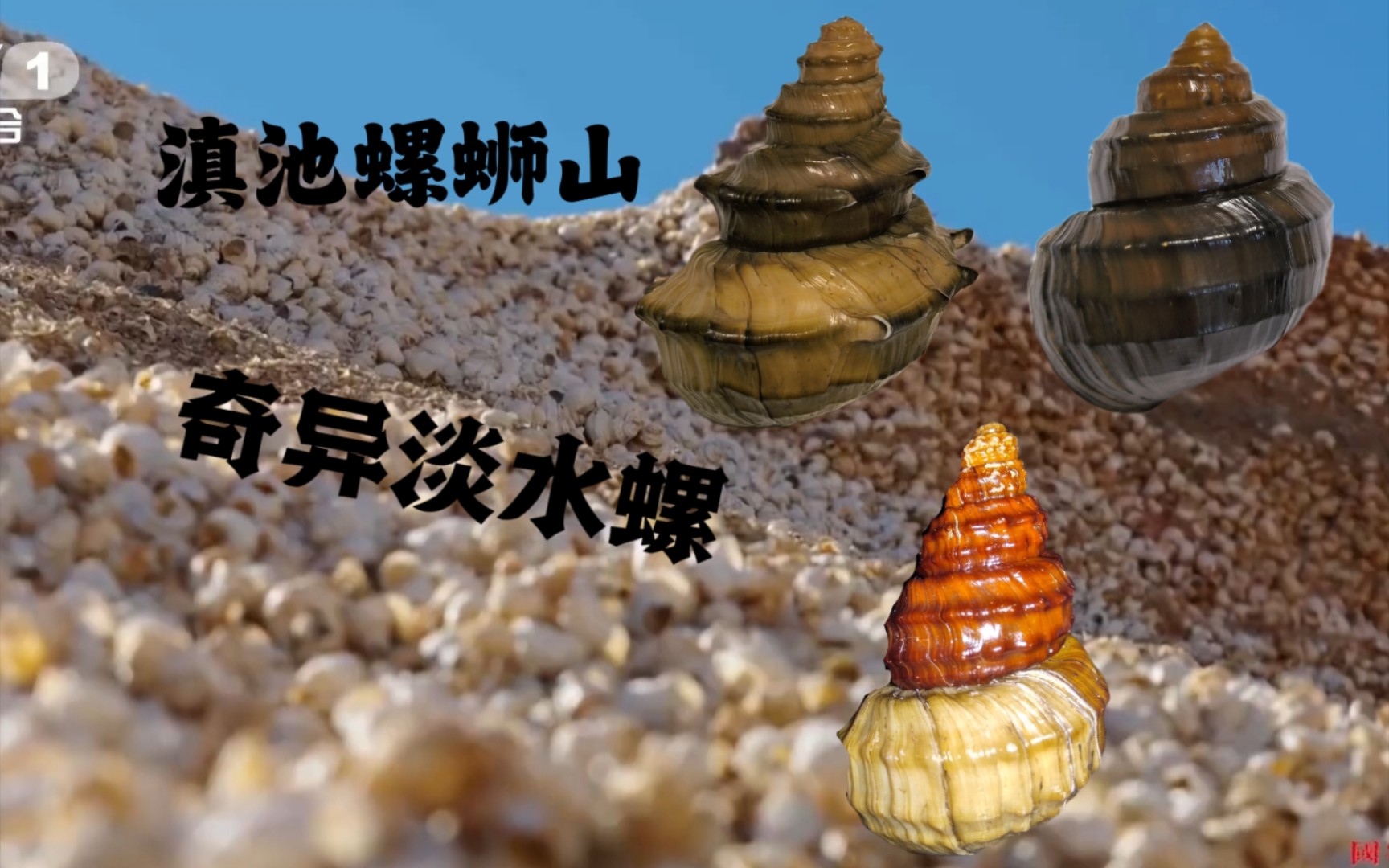 滇池边螺蛳山的巨大螺蛳是什么,为何成为国家二级保护,螺蛳属margary