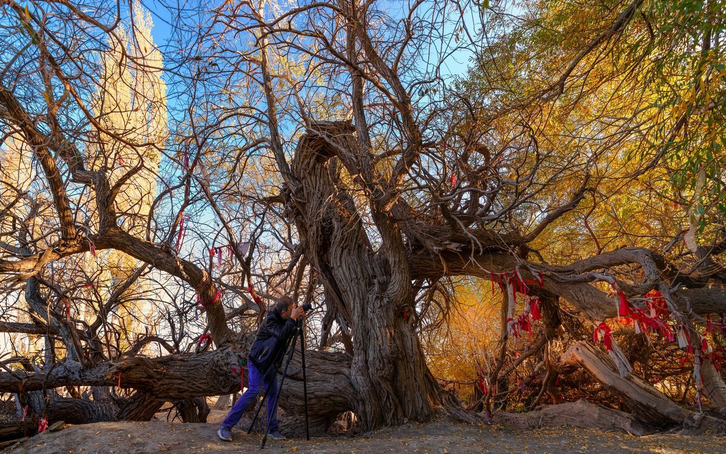 哈密沙枣泉九龙古树
