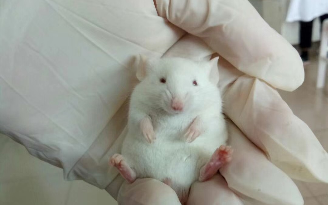 【吱星人】论实验室里的小白鼠到底吃的是什么东西,来自医学生的爆料