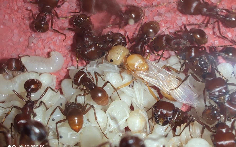 【红胡须蚁】巴巴特斯石竹蚁,唯一的一只公主羽化了