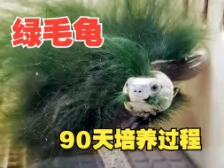 Tải video: 飘飘欲仙的绿毛龟，每年5月是培养它的好时机~ 有3个操作细节要注意，整体过程需要90天，难度不大~