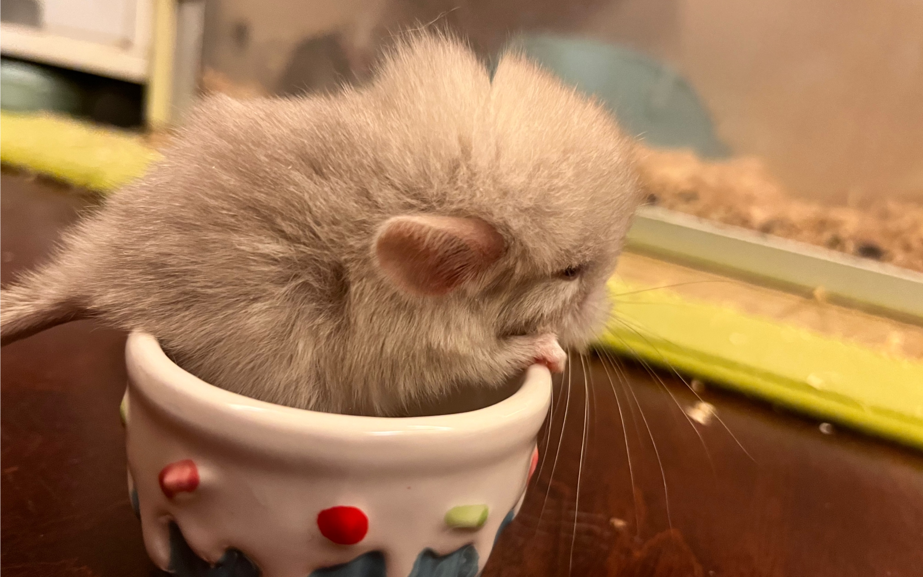 刚刚出生5天的龙猫宝宝!