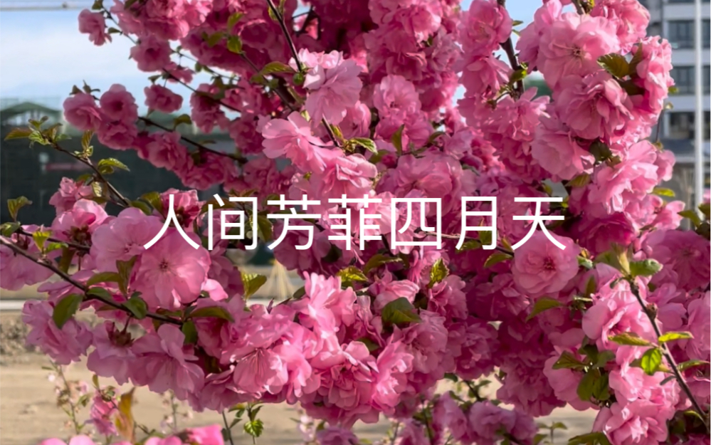 人间芳菲四月天哔哩哔哩bilibili