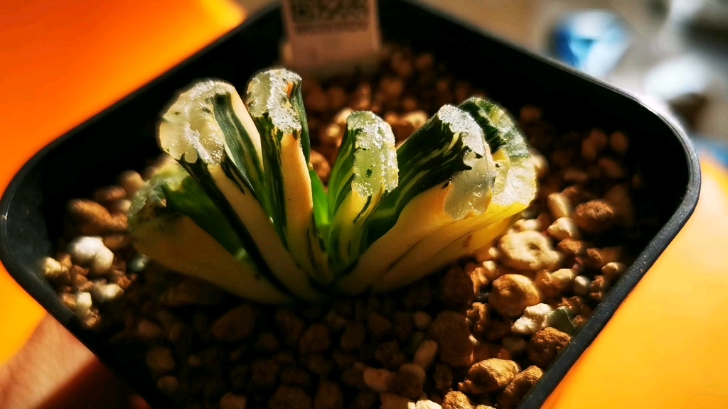 多肉 玉扇 北斋锦