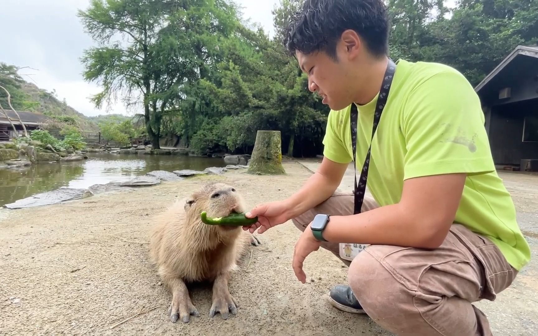 长崎动物园 给动物们投食黄瓜