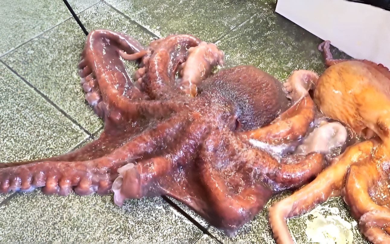 如此大的巨型章鱼你吃过嘛