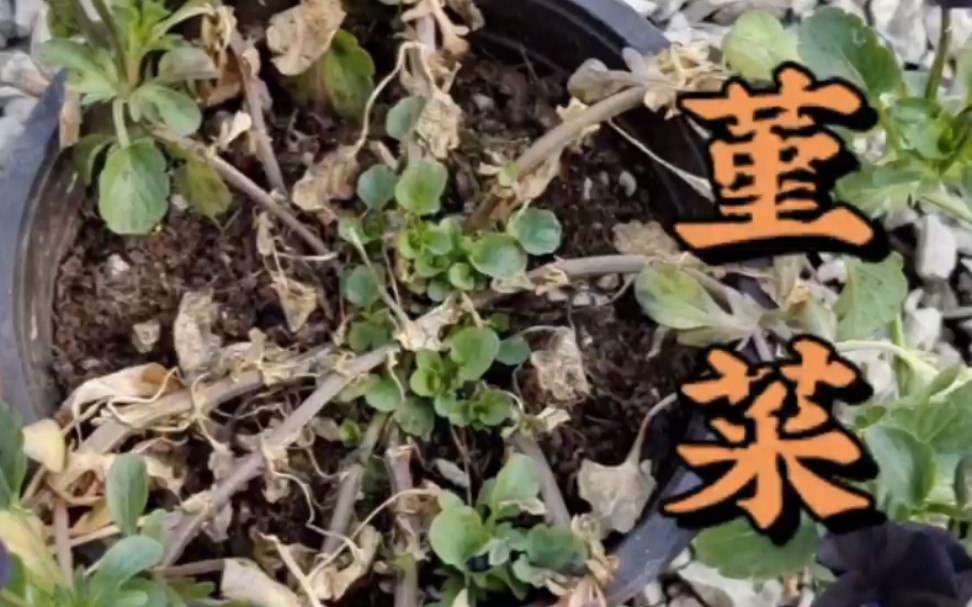 [图]堇菜植株的更新，其实角堇三色堇是可以多年生的，昆明地栽注意更新植株就行