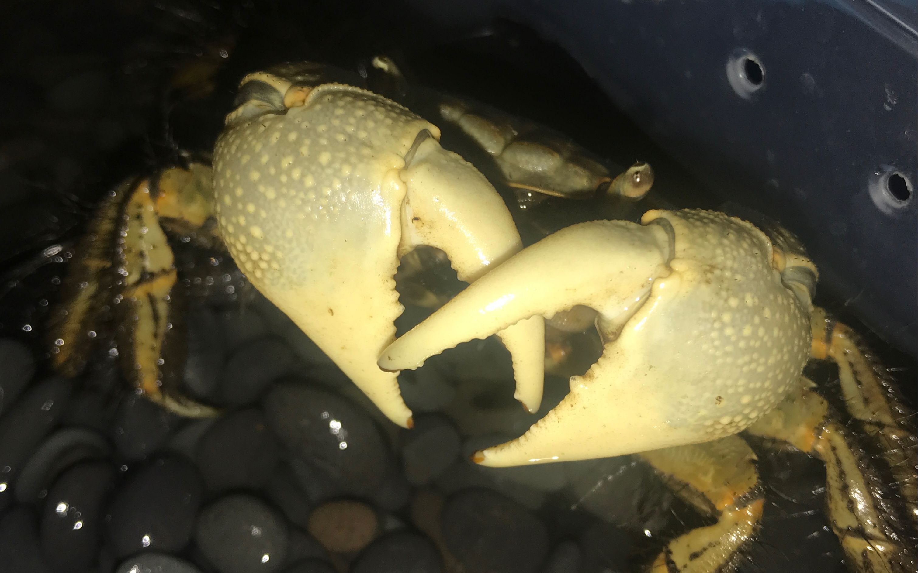 【无齿相手蟹| 01】titan吃泥鳅