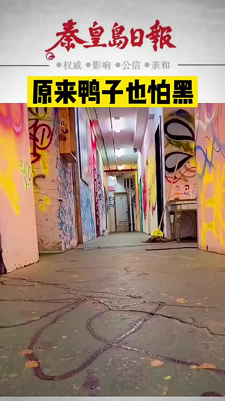 [图]鸭子：快跑快跑