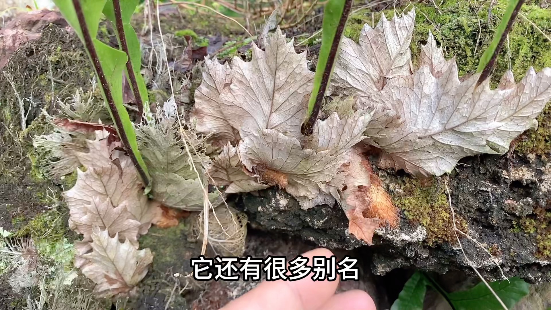 骨碎补又称之为猴姜,在植物界是隐藏高手,你知道它的作用吗哔哩哔哩bilibili