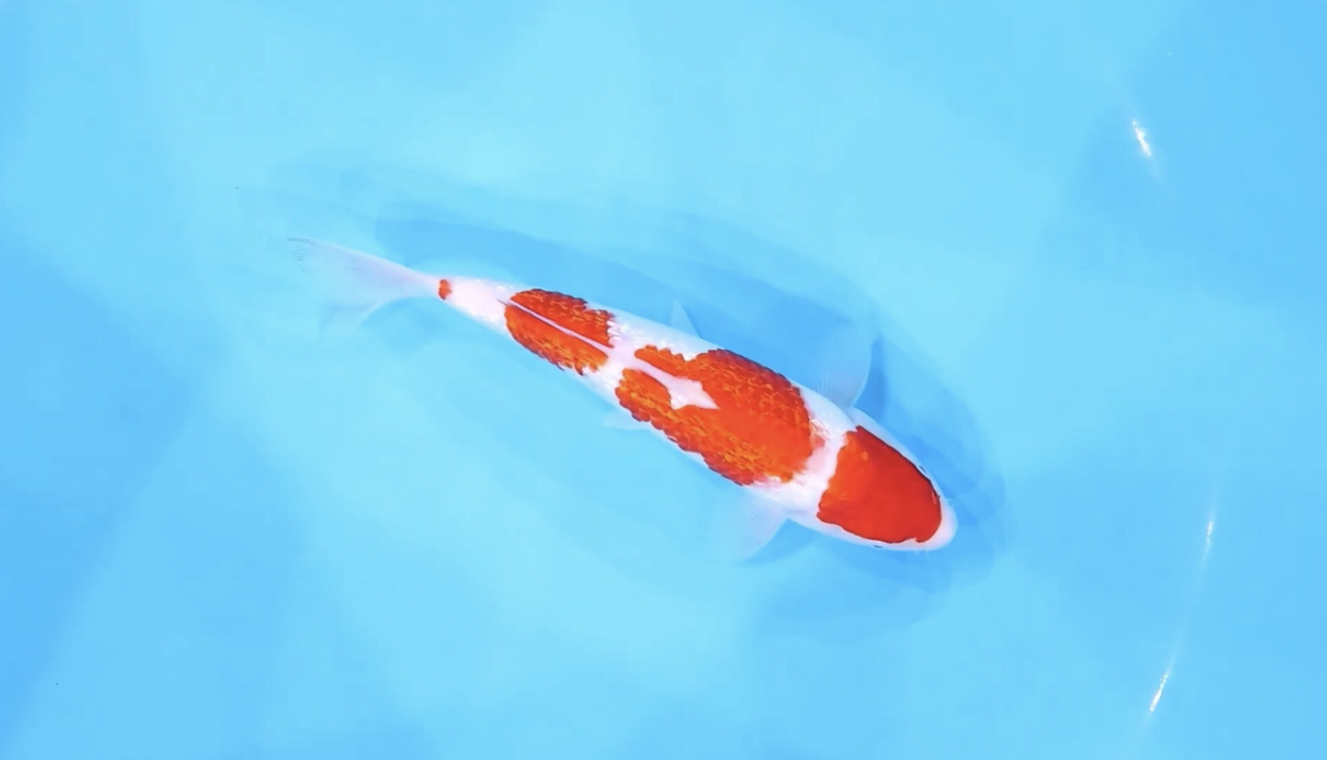 银鳞四段红白锦鲤,当岁二十九公分观赏鱼.