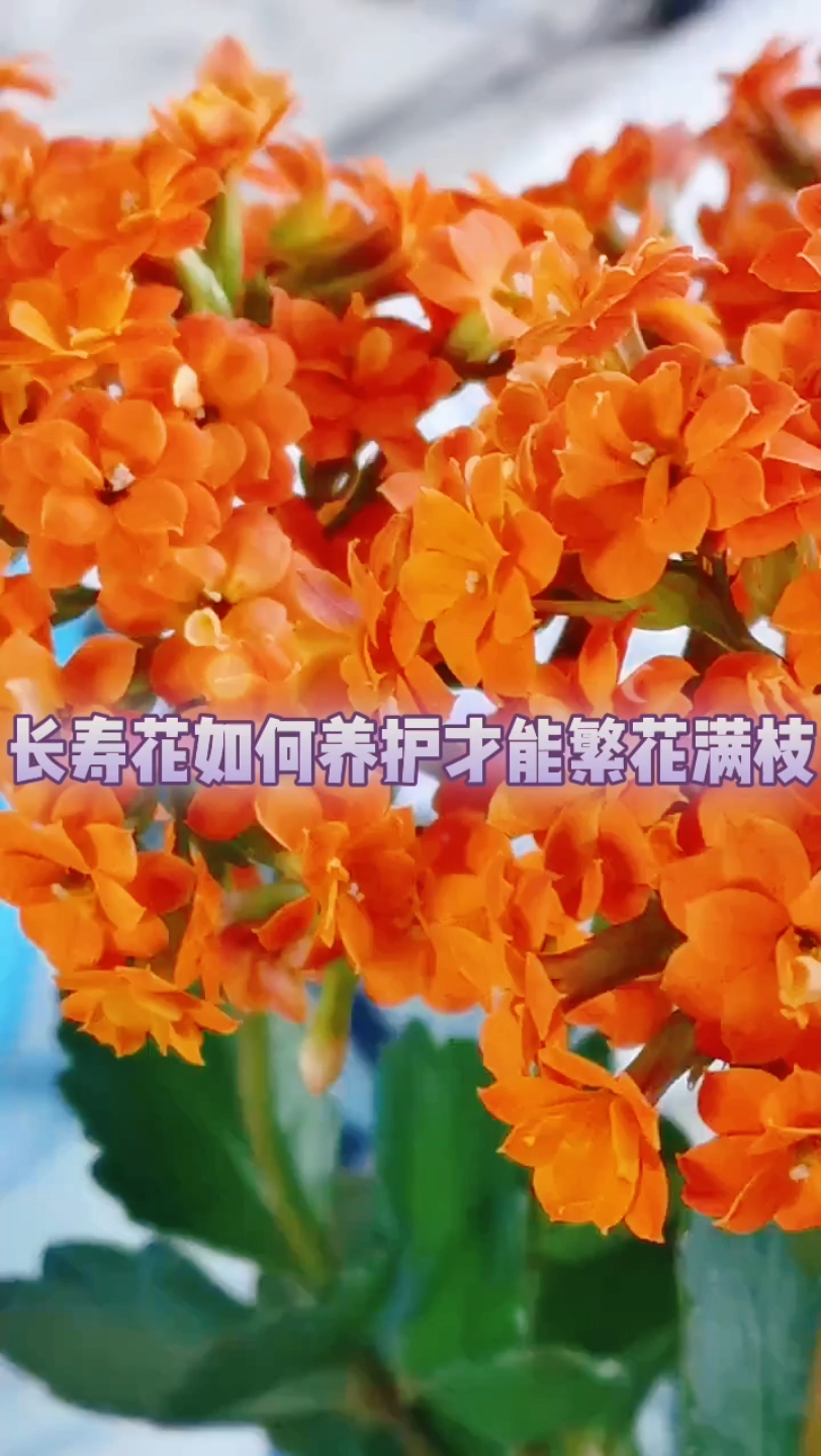 长寿花如何养护才能繁花满枝哔哩哔哩bilibili