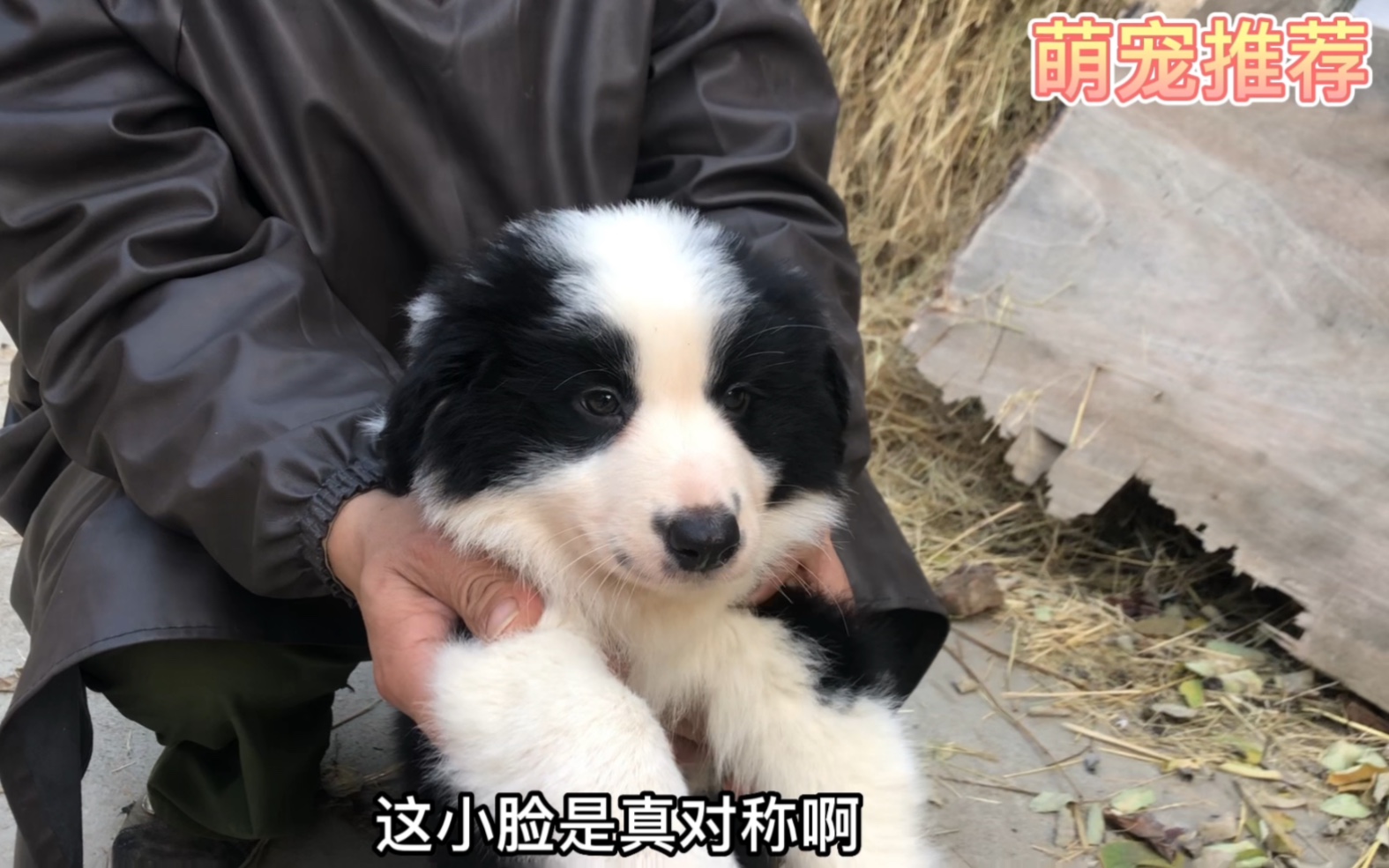 狗界第一聪明边境牧羊犬,5000落户山东青岛,花色完美对称脸哔哩哔哩bilibili