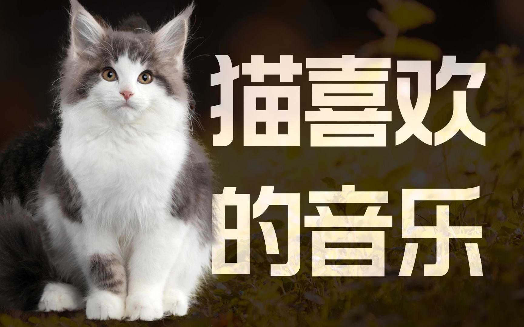 猫咪喜欢听音乐吗,它会喜欢什么歌呢?哔哩哔哩bilibili