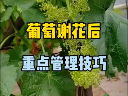 葡萄谢花后重点管理技巧,实战水果蔬菜种植管理技术指导.哔哩哔哩bilibili