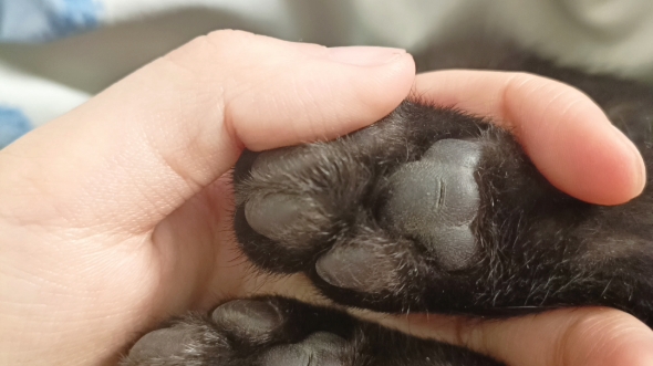 五个月大的猫后爪有缝是咋回事?求助贴
