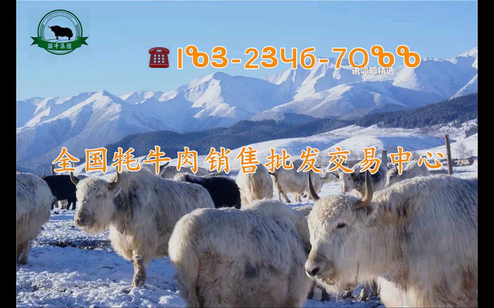 青海牦牛肉屠宰场地址在哪里牦牛供货商屠宰场交易市场地址在哪里有