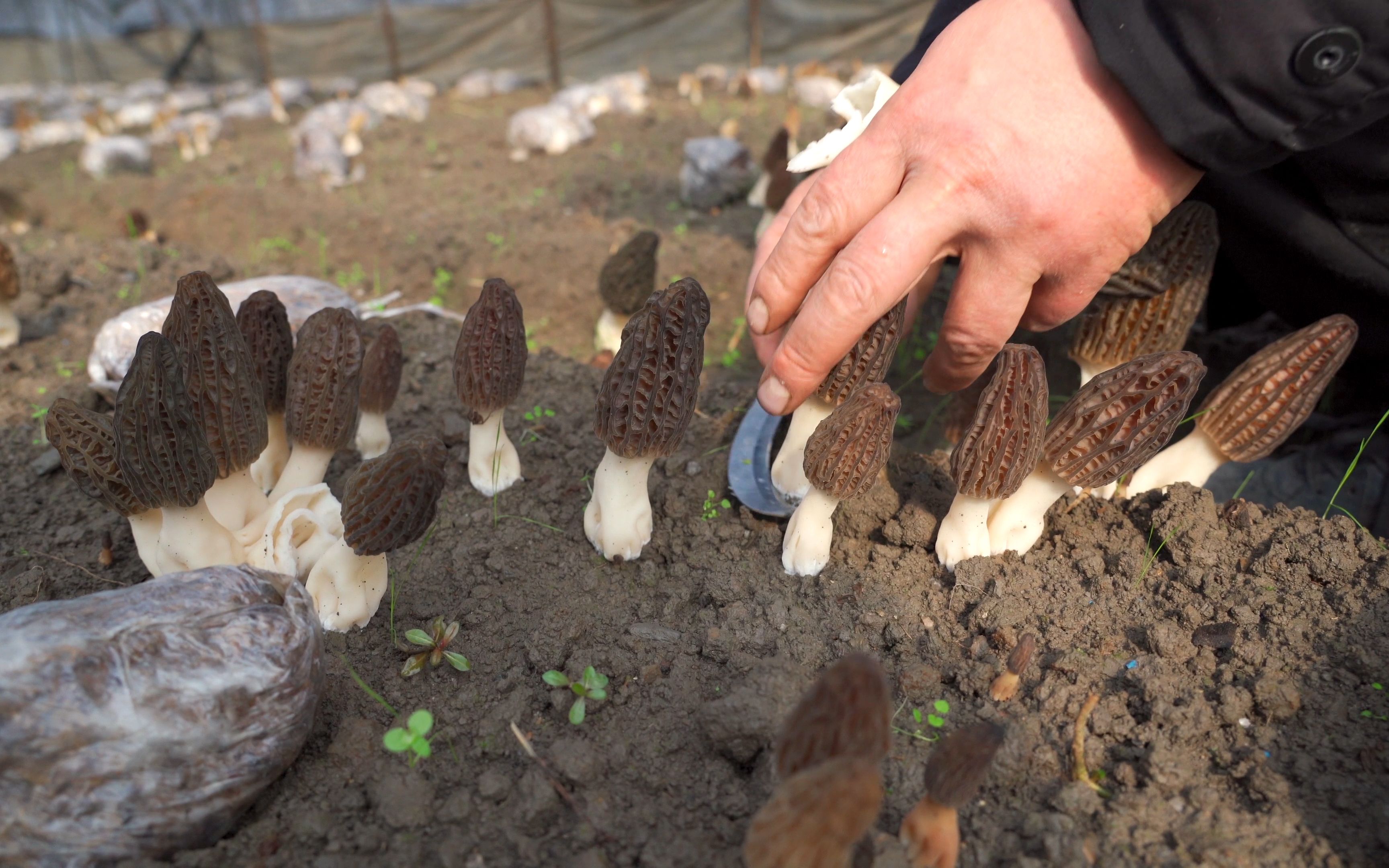 羊肚菌头茬菇开始采摘了,品相还不错