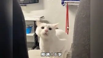 《骚猫》