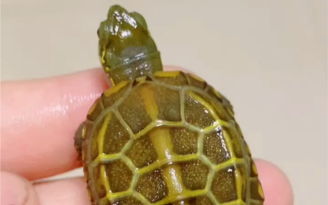 超美小田黄中华草龟之美