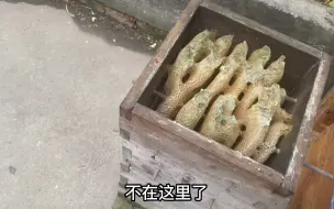 Tải video: 初学养蜂的朋友，选择一款适合自己的蜂箱是非常重要的事情