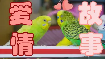 【虎皮鹦鹉了解一下？】三啾的爱情故事