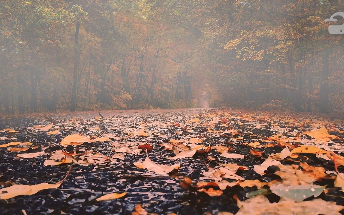 [图]【白噪音】超长8小时丨雨落在秋天的树叶上丨森林小路