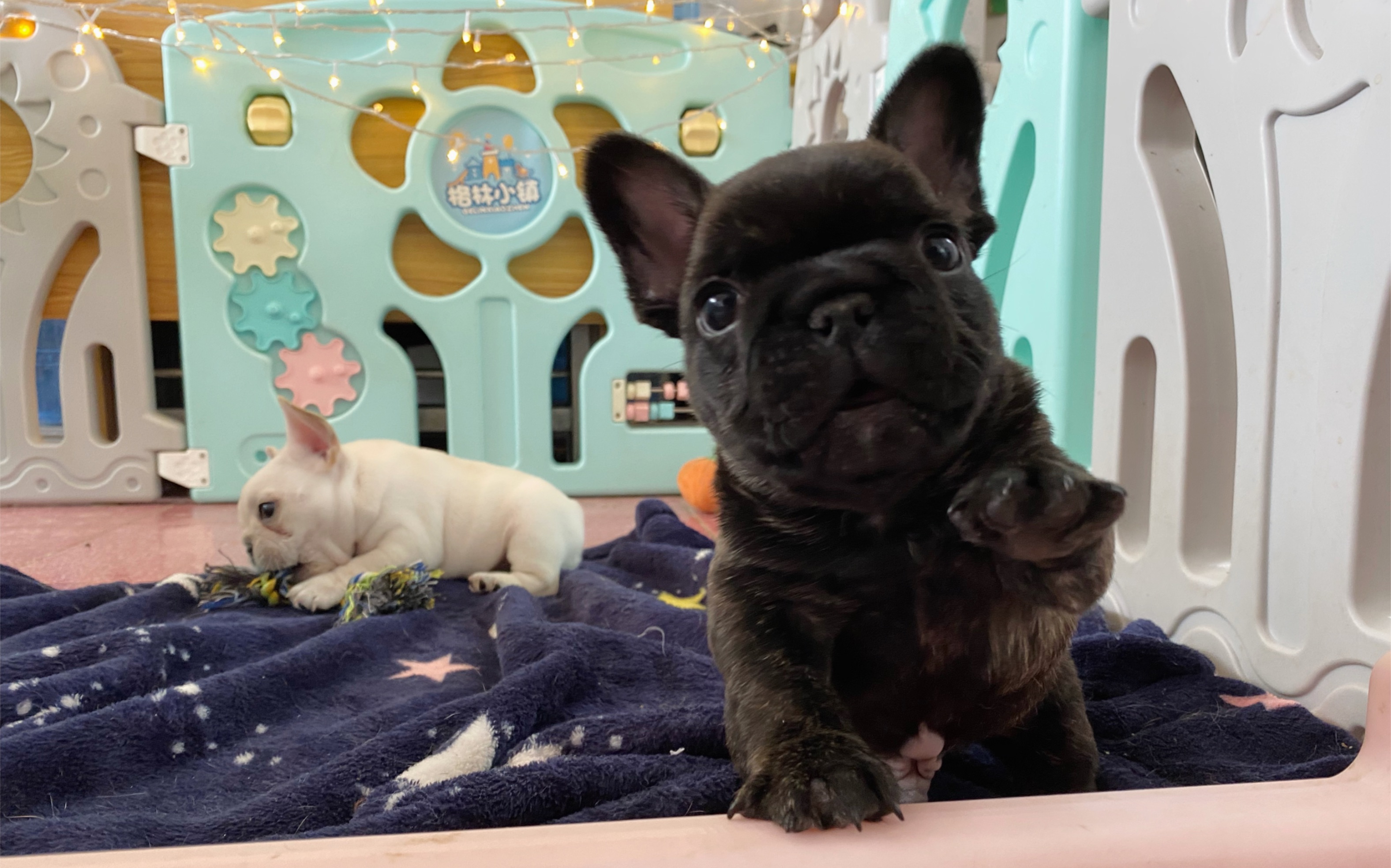 【法国斗牛犬】可可爱爱的虎斑法斗宝宝