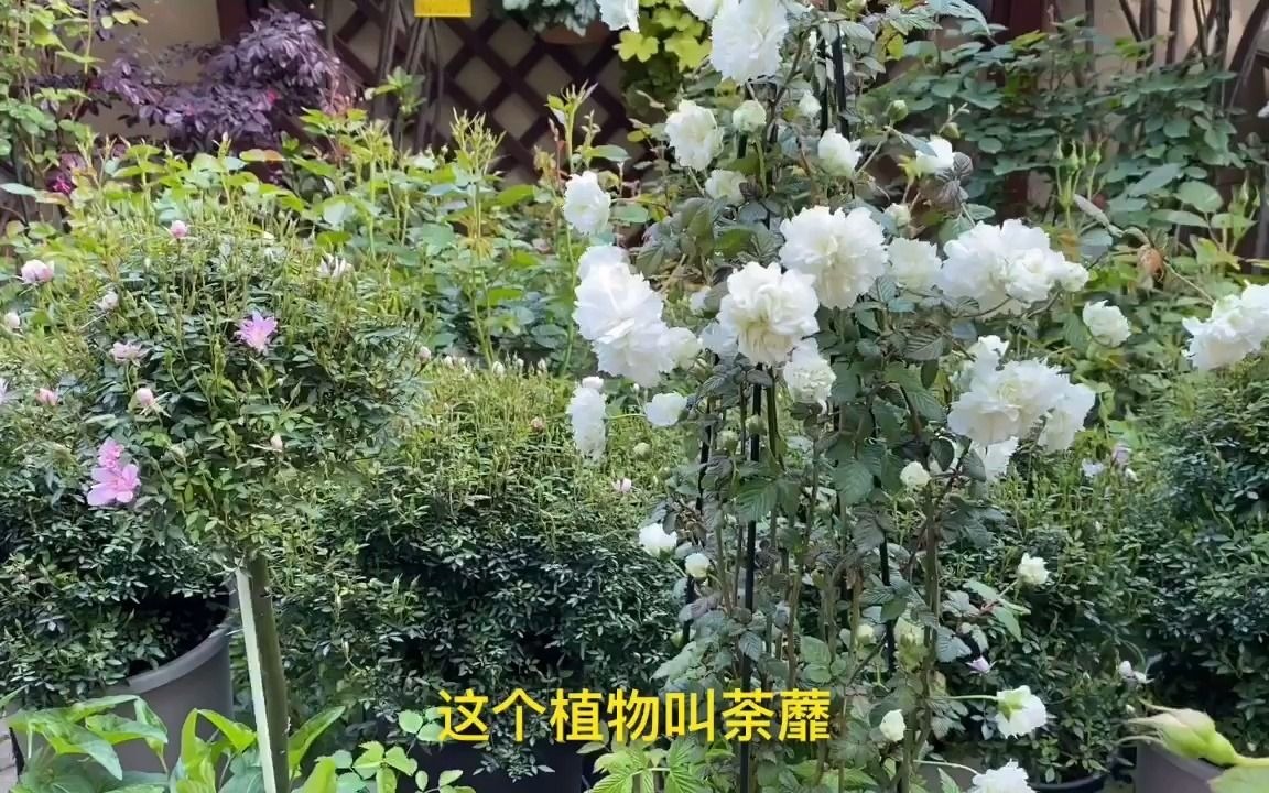 重瓣荼蘼花,月季花的近亲,开花仙气十足,花期轻松开半个月以上哔哩哔哩bilibili