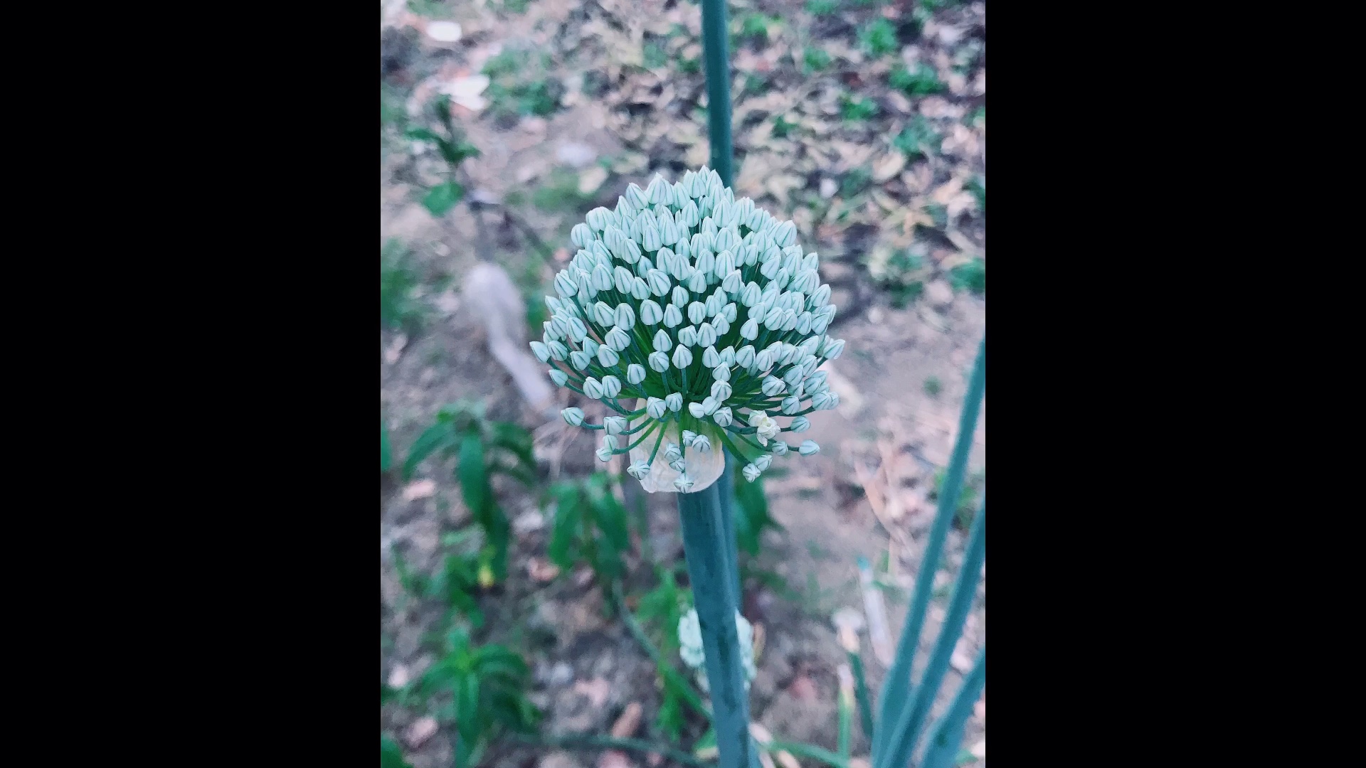 [图]花容可悦貌