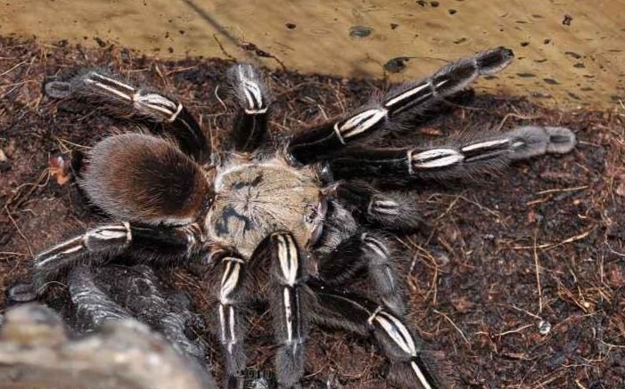 煤油火焰黄膝头开箱视频开箱就暴走差点翻车让录像的朋友跟我来个措手