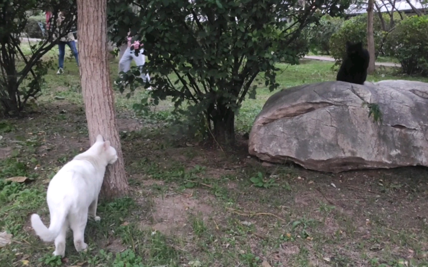 [图]上一个视频黑猫白猫后续