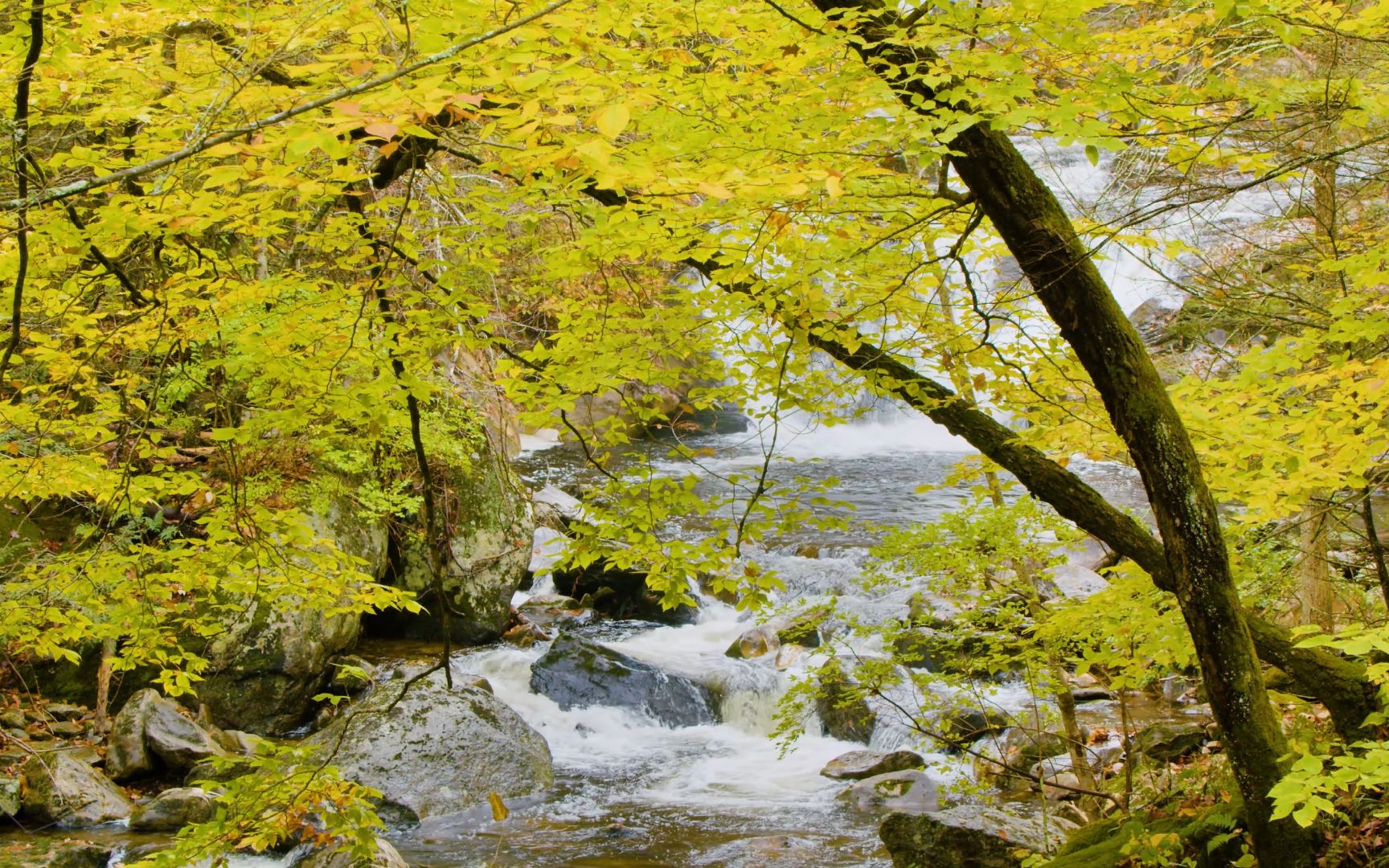 4k原声欣赏:金黄的森林和安静的河流