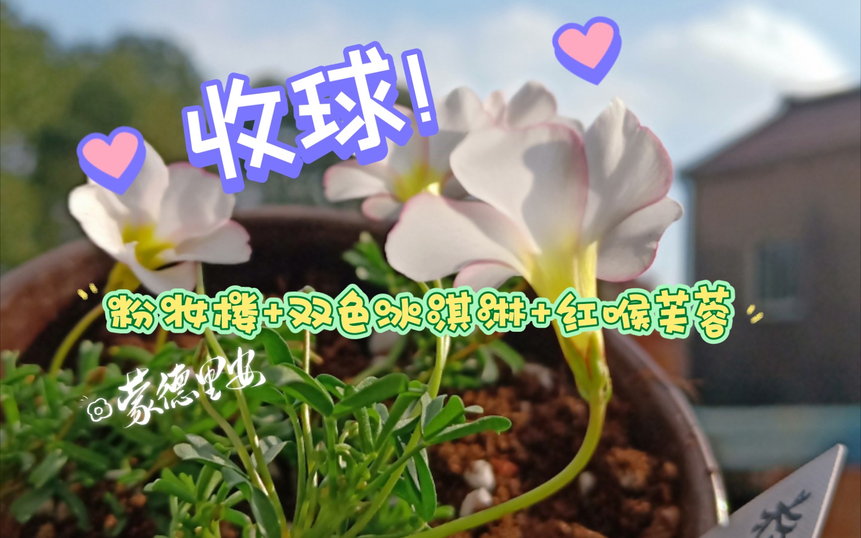 [图]【收球】粉妆楼+双色冰淇淋+红喉芙蓉