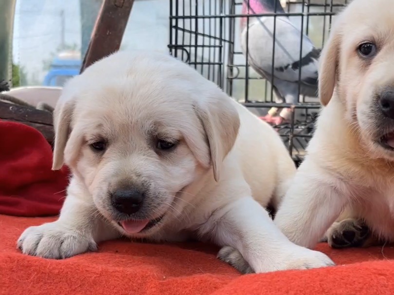 200淘一只纯种拉布拉多