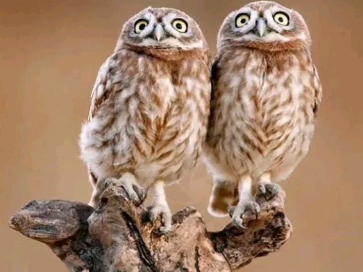 非常可爱搞笑的动物表情