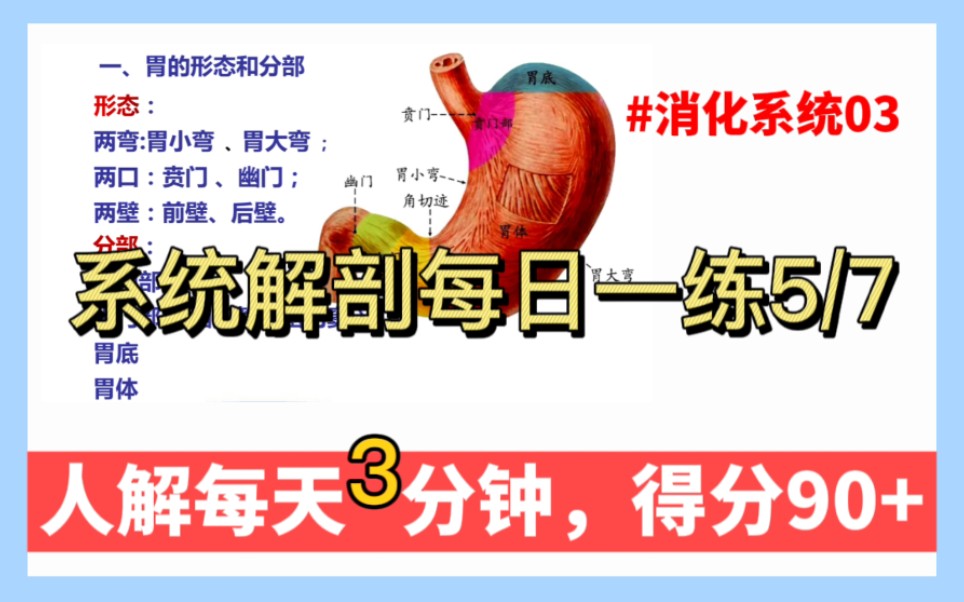 [图]《系统解剖专升本冲刺》【人体解剖每日一练5/7专升本系统解剖】【人体解剖复习冲刺核心考点冲刺背诵刷题每日一练打卡期末考试系统解剖】专升本系统解剖人体解剖期末考试