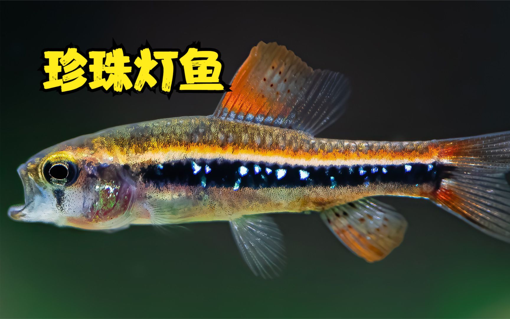 珍珠灯鱼,和宝莲灯一样好养,但是要耐得住寂寞