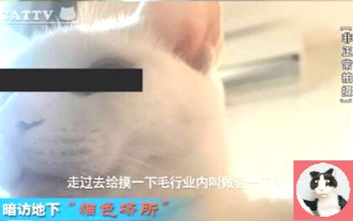 【网红猫】记者暗访“猫色场所”曝光背后产业链!哔哩哔哩bilibili