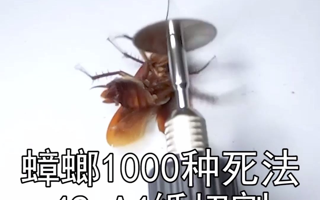 蟑螂1000种死法【42】A4纸高速旋转,椰子壳都切的开,能把蟑螂旋死吗?#家庭版蟑螂粉哔哩哔哩bilibili